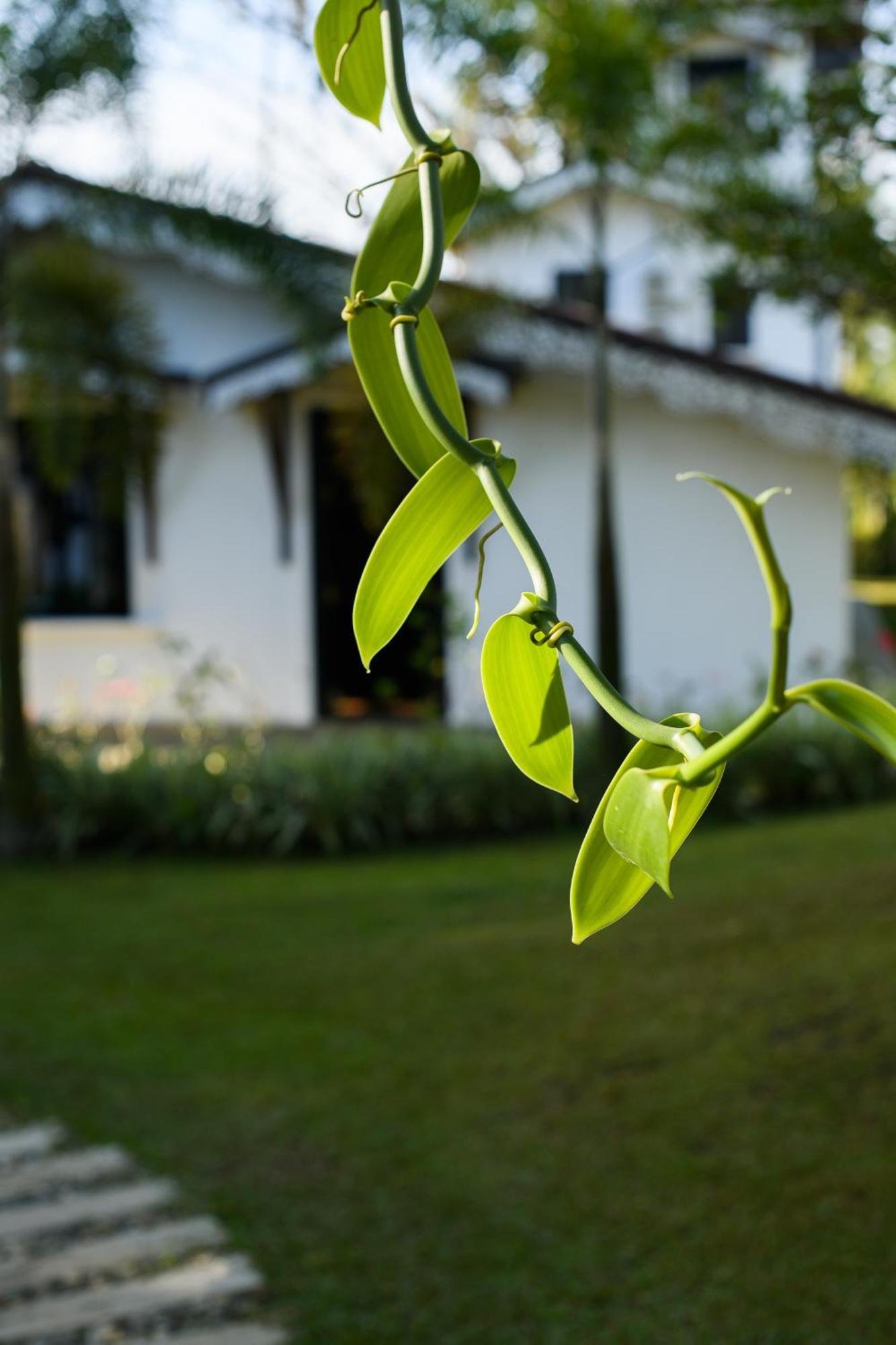 Roots Retreat Hotel Unawatuna Exterior foto