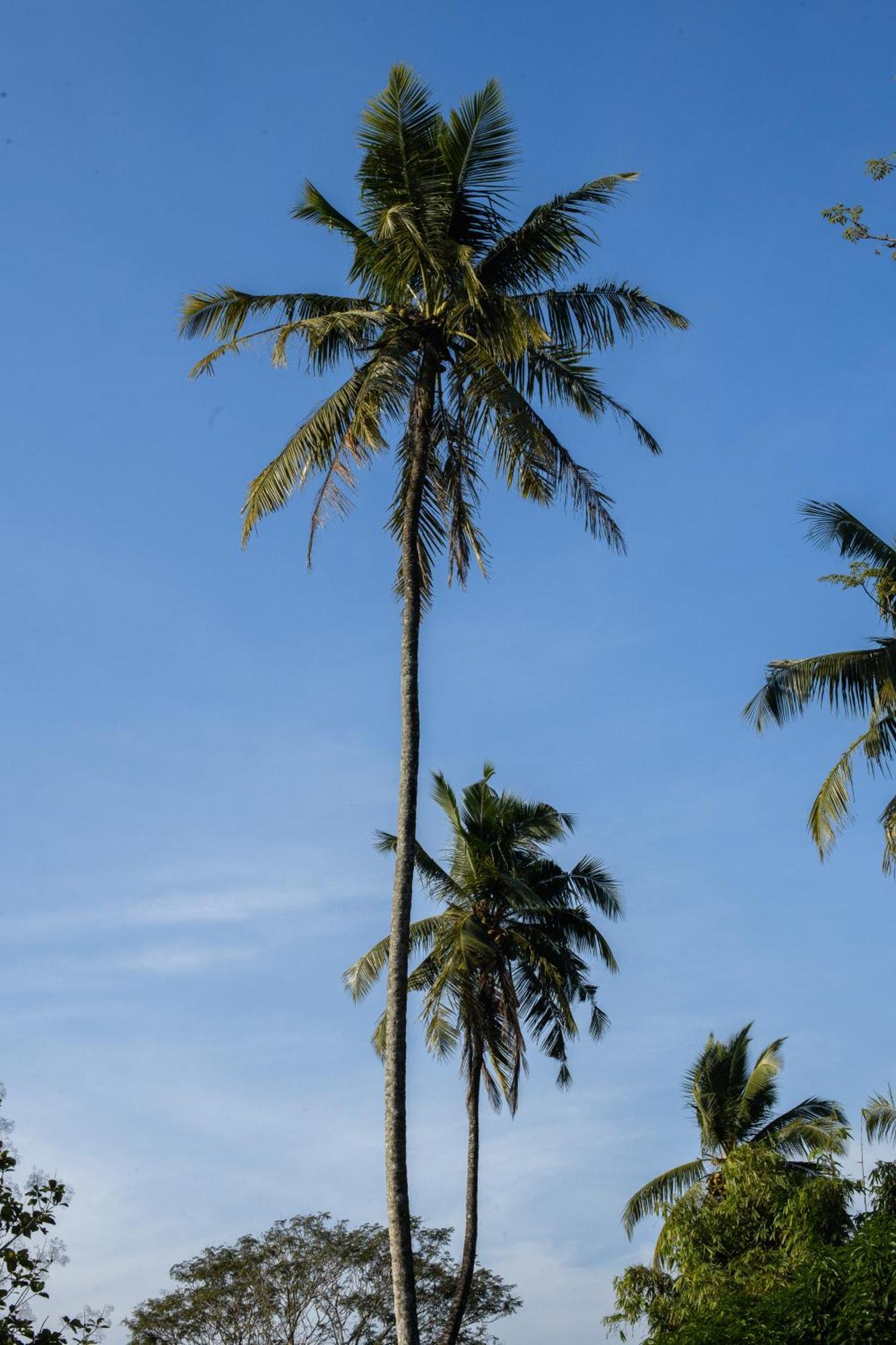 Roots Retreat Hotel Unawatuna Exterior foto